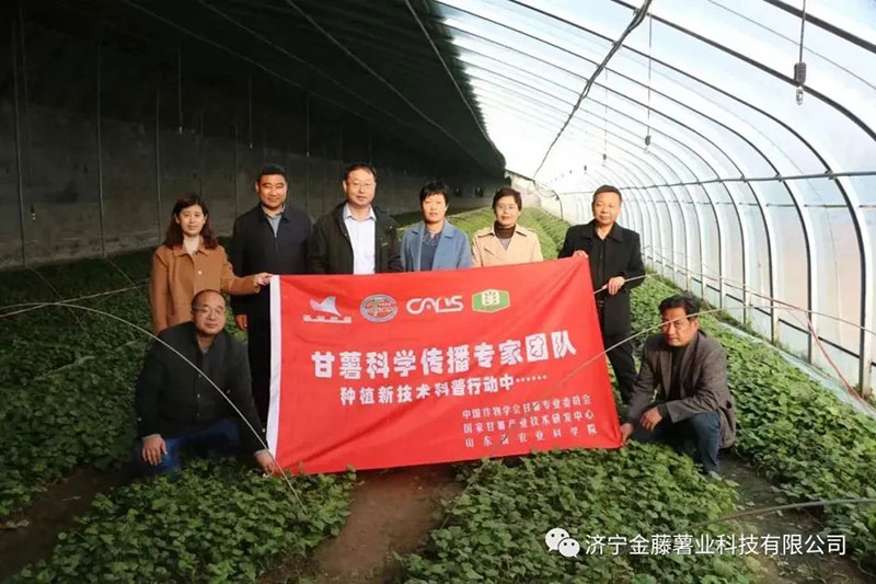 3月15日山東省農(nóng)業(yè)科學(xué)院副院長張立明院長，濟(jì)寧市農(nóng)科院國家甘薯體系專家黃成星主任到金藤公司指導(dǎo)生產(chǎn)