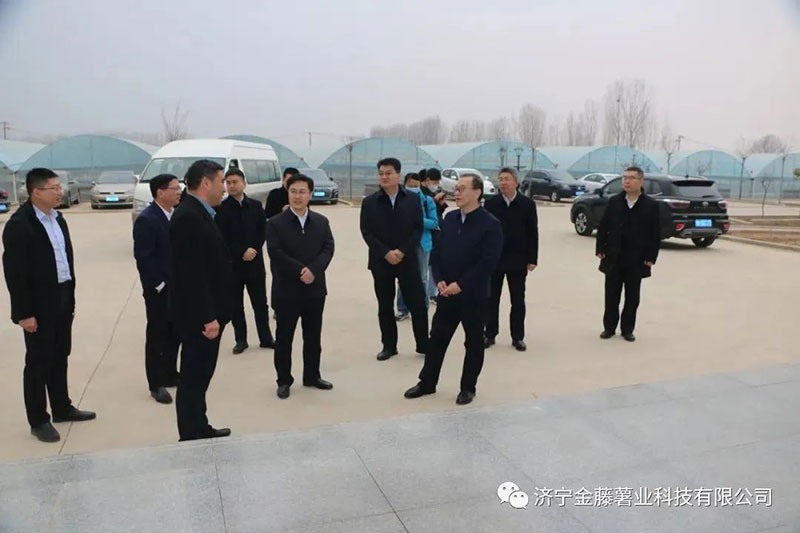 2月24號 新疆維吾爾自治區(qū)農(nóng)業(yè)農(nóng)村廳二級巡視員王勇、農(nóng)經(jīng)指導(dǎo)處處長王盛帶隊(duì)到濟(jì)寧金藤薯業(yè)科技有限公司考察